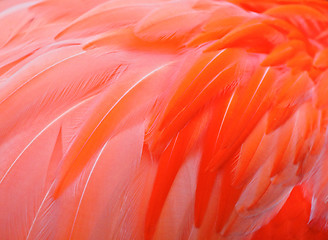 Image showing Red bird feather
