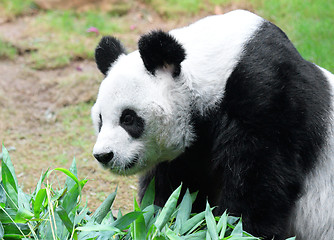 Image showing Panda