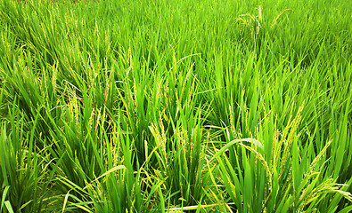 Image showing rice field