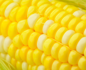 Image showing corn cob