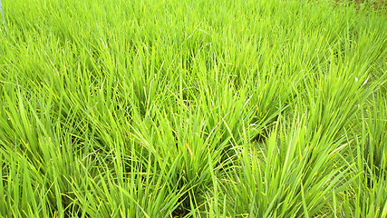 Image showing rice field