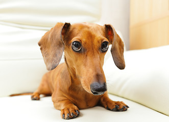 Image showing dachshund dog on sofa