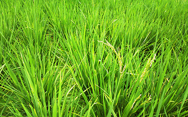 Image showing rice field