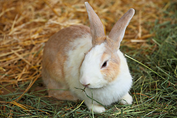 Image showing rabbit in farm