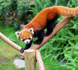 Image showing red panda