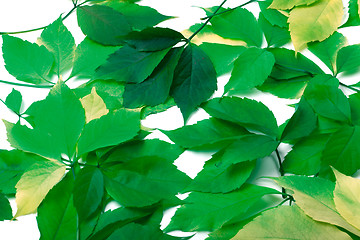 Image showing Scattered green leaves. Virginia creeper leaves.