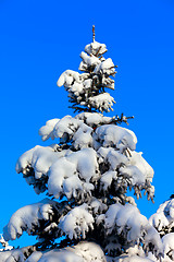 Image showing Winter fir tree on background of blue sky