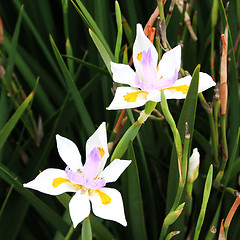 Image showing White lilium flowers