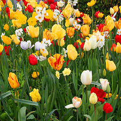 Image showing Tulips in Spring