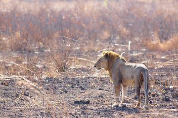 Image showing Wild lion