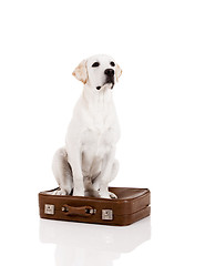 Image showing Dog with a suitcase