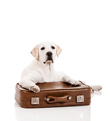 Image showing Dog with a suitcase