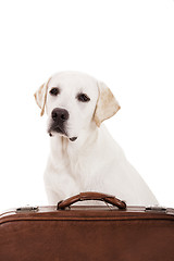 Image showing Dog with a suitcase