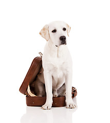 Image showing Dog with a suitcase