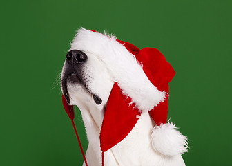 Image showing Christmas Dog