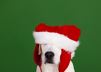 Image showing Christmas Dog