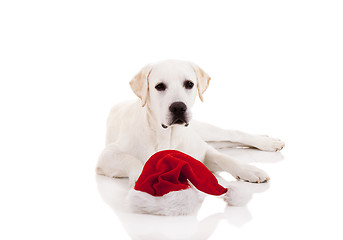 Image showing Christmas Dog