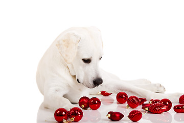 Image showing Christmas Dog