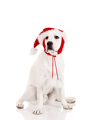 Image showing Christmas Dog