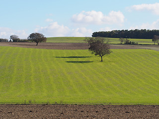 Image showing  green meadow and field , autumn