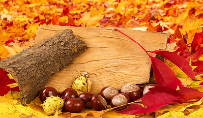 Image showing colorful autumn leaves and chestnuts