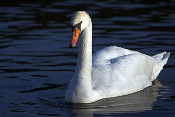 Image showing Swan