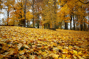 Image showing Autumn still life with yellow maple leaves