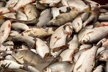 Image showing freshwater fish caught in fishing pond