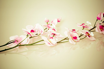 Image showing vintage background with flower