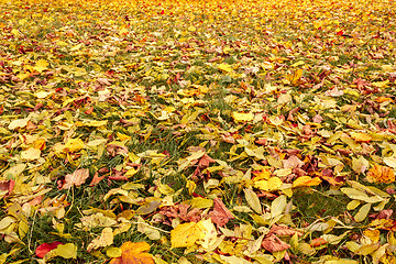 Image showing Fall orange and yellow autumn leaves on ground
