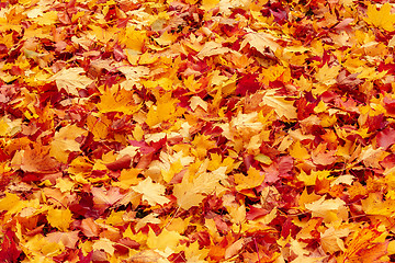 Image showing Fall orange and red autumn leaves on ground