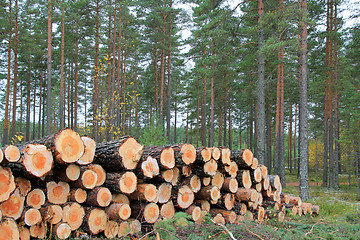 Image showing Logs in Pine Forest in Autumn