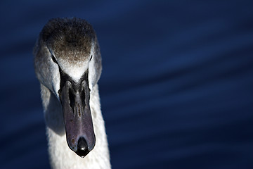 Image showing Swan