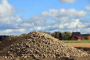 Image showing Heap of Harvested Sugar Beet