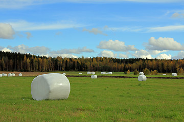 Image showing Green Field with Silage Bales