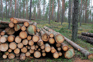 Image showing Spruce Logs in Forest