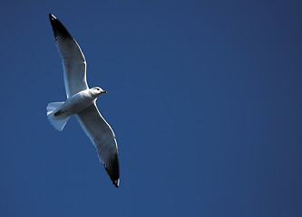 Image showing Seagull