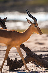 Image showing Impala walking