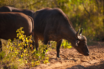 Image showing Cape buffalo (Syncerus caffer)