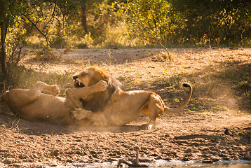 Image showing Lions fighting