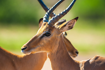 Image showing Impala