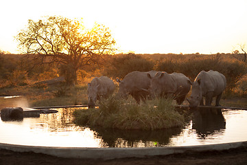 Image showing Rhinos at a watering hole