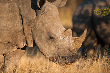 Image showing Grazing rhino