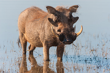 Image showing Brown hairy warthog