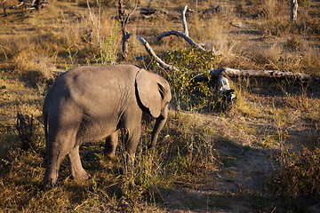 Image showing High angle view of baby elephant