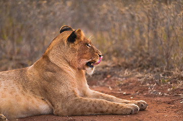 Image showing Female lion licking lips