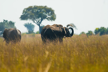 Image showing Elephant throwing dirt