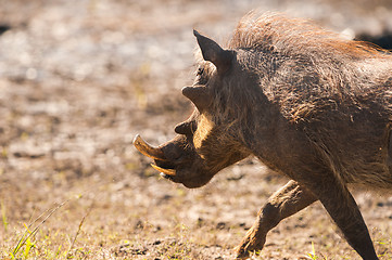 Image showing Running warthog