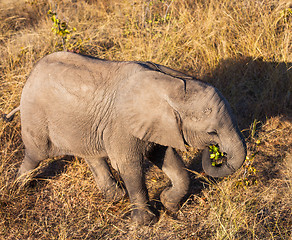 Image showing High angle view of baby elephant