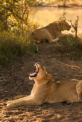 Image showing Yawning female lion